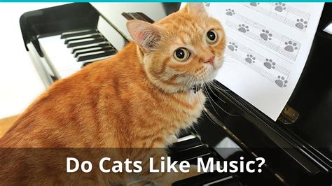 do cats like jazz music: Do you think cats would appreciate the intricate rhythms of bebop?